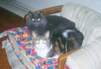cozykitties.jpg (8853 bytes)