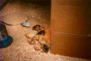 Week Old Chicks