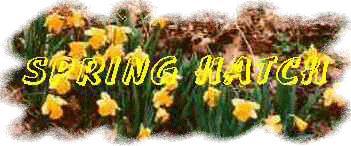 SPRING HATCH
