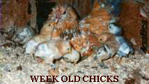 weekold.jpg