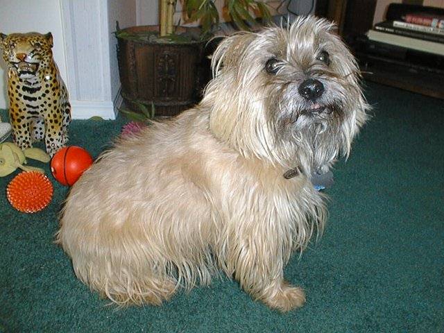 Aye, Worf's a fine broth of a dog!