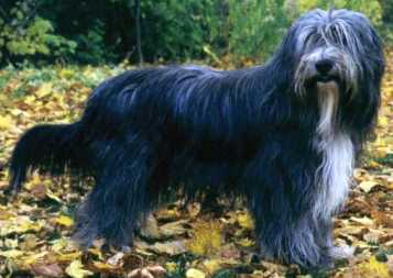 my name is Chloe, and I am a cousin of Worf