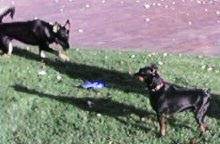 We run and bark at each other , a lot!