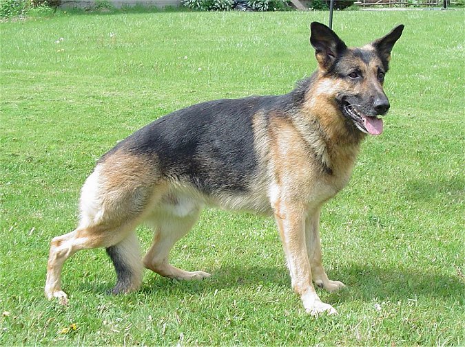 Arko age 4 years