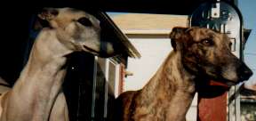 Jazz King & Pipp