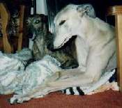 Pipp & Jazz