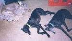 Greyt Greyhounds
