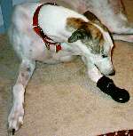 TT and his Boot