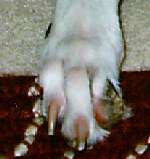 Toe Closeup