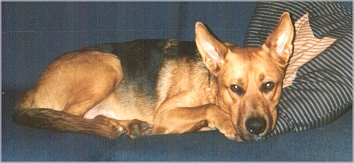Elmer
