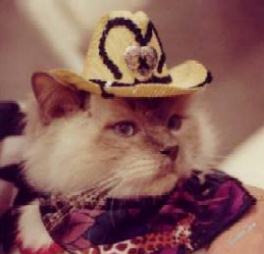 Purrple in hat