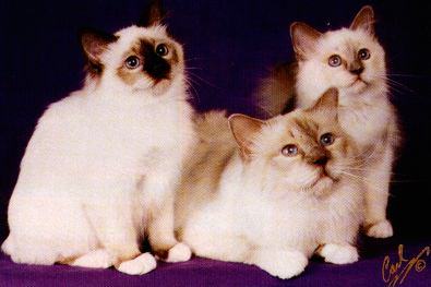 Quest & Daughters