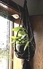 [Prayer Plant]