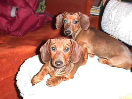 Ike and Zorro