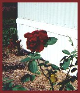 RedRose