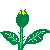 yellowrose