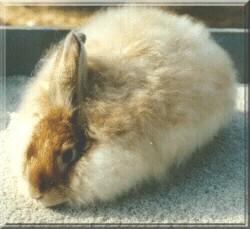 Beautiful Fawn Satin Angora,angoras,french,Georgia,french angora,satin angora,giant angora,crafts,spinning,yarn,german angoras,grooming table,show table,english angoras, spinning angora, spinning wool, colors,angora care,rabbits,rabbit care,feedingall things angora,harvets wool,litter train,rabbits,wool,handmade,for sale,medicine chest,bunny,bunnies,color guide,handspun,free,soft yarn,Rural America