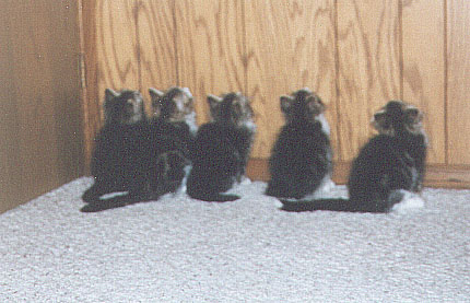 Bad-kitties