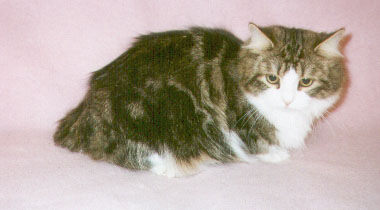 E-cat