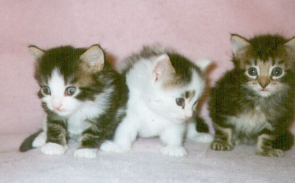 Teegr's Kittens