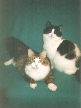Teegr and Karova