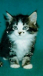 Winking
