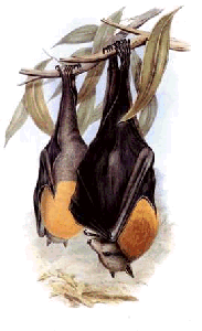 bats