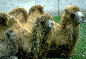 camels