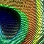 closeup 4
