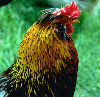 what42.gif (10160 bytes)