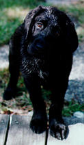 Nitro pup