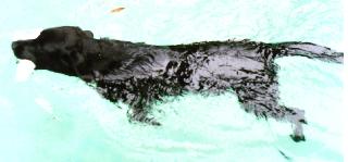 Nitro swimming with bumper