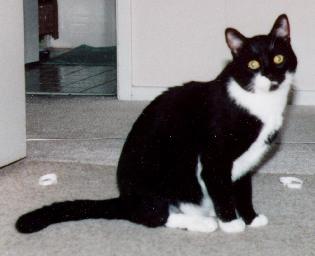 Oreo