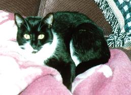 Oreo Relaxing