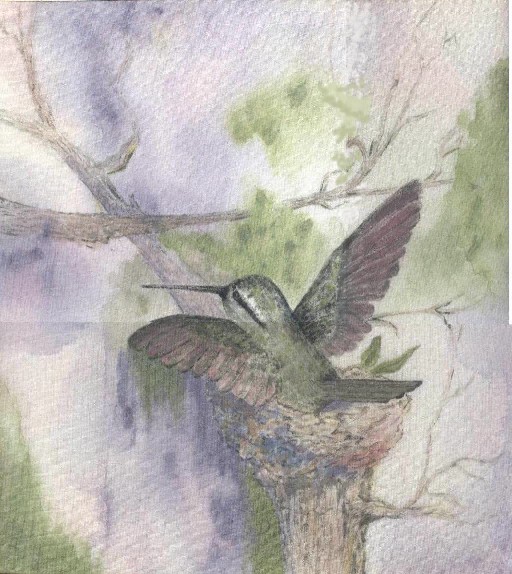 Nesting Hummingbird
