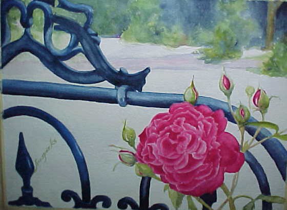Shay's Rose