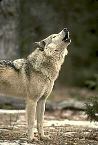 Grey Timber Wolf