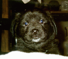 Miko's puppy face