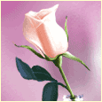 1011-008-81-1060.gif (5578 bytes)