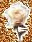 1rose2.jpg (2116 bytes)