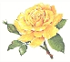 Yellowlrose.jpg (6167 bytes)