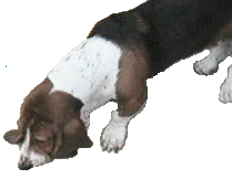Scooter Basset Hound Watching