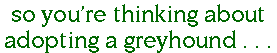 So You're Thinking About Adopting a Greyhound?