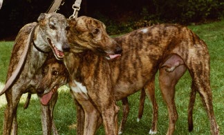 A leash of ex-racers: Riabhach, Prudence, and Wiley Quick (Photo courtesy of Jill Quick)