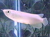 4" Green Arowana