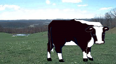 This is carolmanathe cow at her home inwest virgina at Mt. View Farms