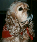 Cooper