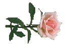 pink rose