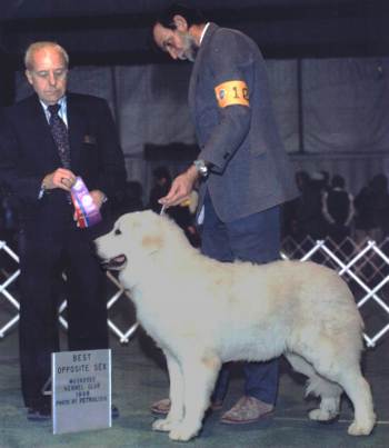Undefeated and Best of Opposite Sex from puppy class