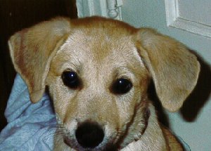 Bailey